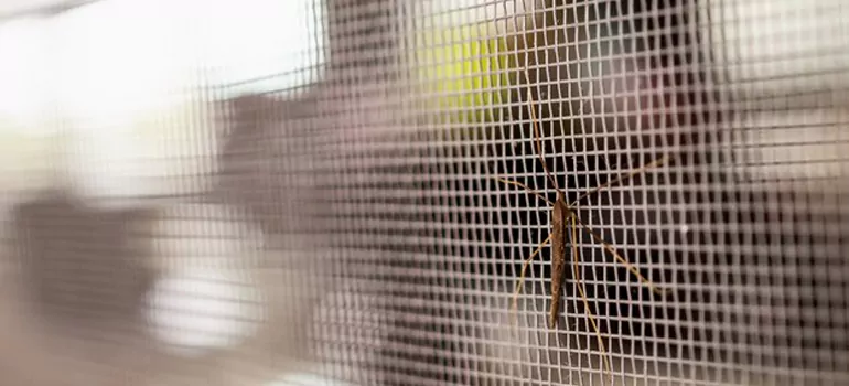 Repair Mosquito Mesh For Windows in San Pablo, CA